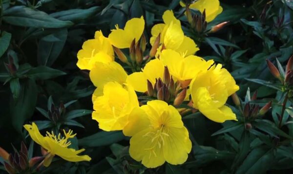 Энотера четырехугольная (Oenothera tetragona)