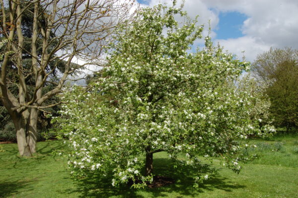 Яблоня гибридная Джон Доуни (Malus hybridus John Downie)