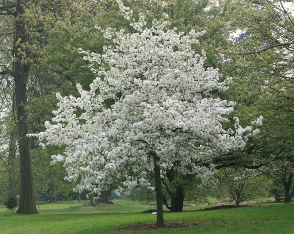 Яблоня гибридная Эверест (Malus hybridus Everest)