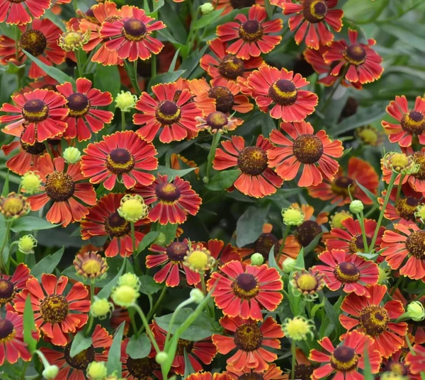 Гелениум осенний Поттерс Вил (Helenium autumnale Potter's Wheel)