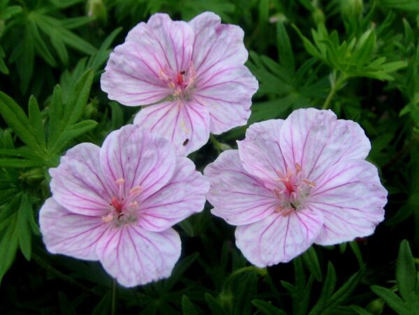 Герань кроваво-красная Стриатум (Geranium sanquineum Striatum)