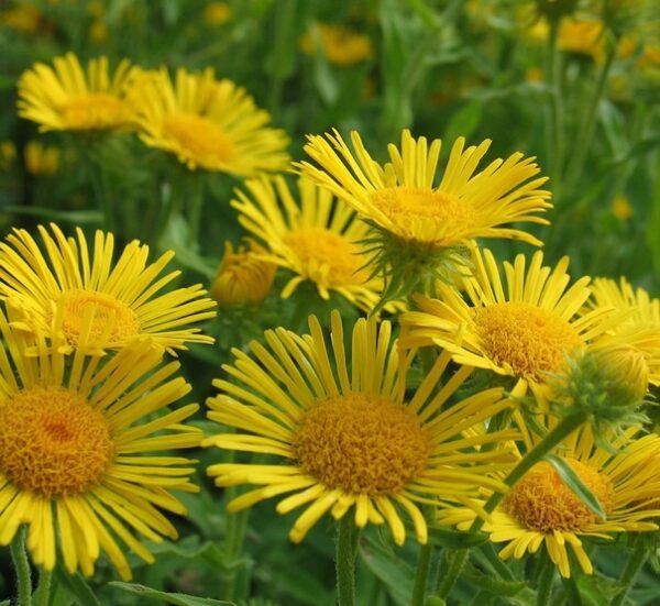 Девясил мечелистный (Inula ensifolia)