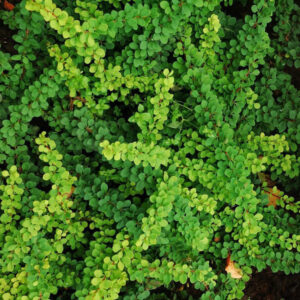 Барбарис Тунберга Грин Орнамент (Berberis thunbergii Green Ornament)