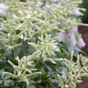 Астильба японская Вашингтон (Astilbe japonica Washington)