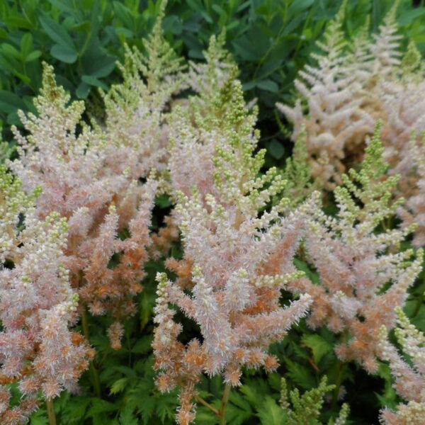 Астильба китайская Милк энд Хани (Astilbe chinensis Milk and Honey)
