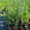 Сосна обыкновенная (Pinus sylvestris)