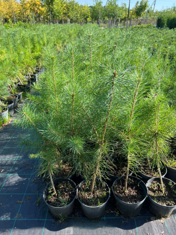 Сосна обыкновенная (Pinus sylvestris)