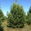 Сосна обыкновенная (Pinus sylvestris) — изображение 3
