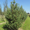 Сосна обыкновенная (Pinus sylvestris) — изображение 2