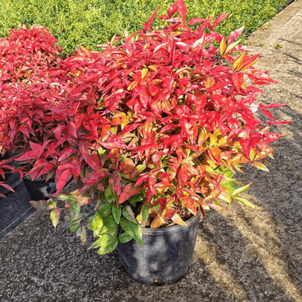Нандина домашняя Обсессед (Nandina domestica Obsessed)