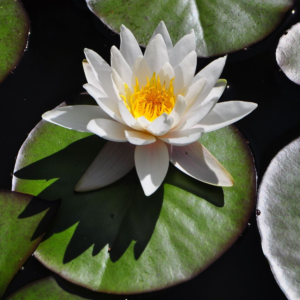 Кувшинка Марлиака Альбида (Nymphaea Marliacea Albida)