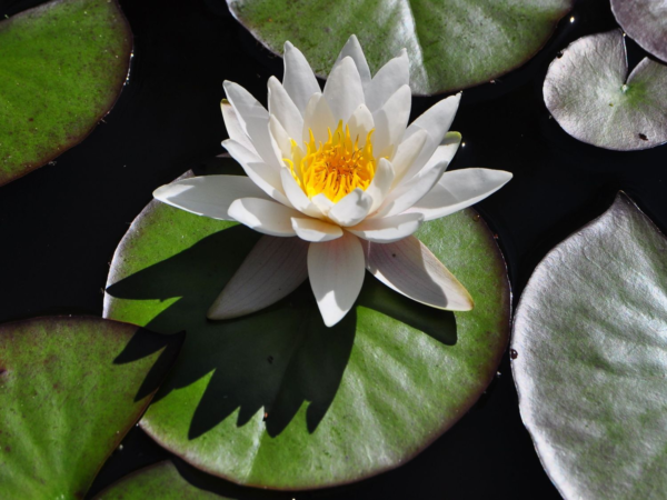 Кувшинка Марлиака Альбида (Nymphaea Marliacea Albida)