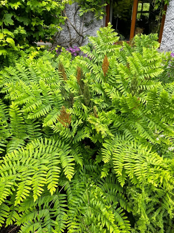 Осмунда (папоротник) (Osmunda regalis)