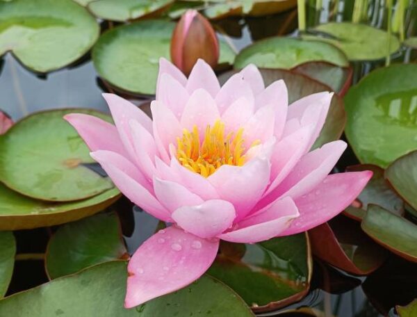Кувшинка Фабиола (Nymphaea Fabiola)