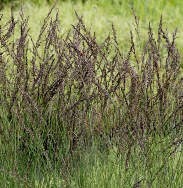 Молиния голубая Блэк Арроу (Molinia caerulea Black Arrow)