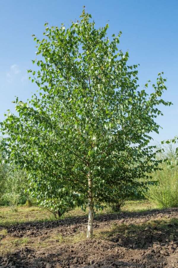 Береза обыкновенная (Betula alba)