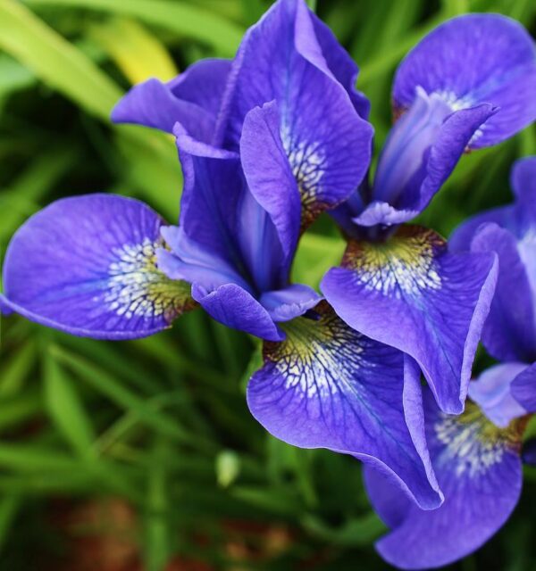 Ирис сибирский Блю Кинг (Iris sibirica Blue King)