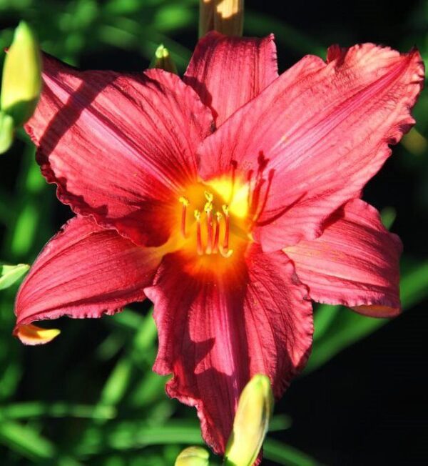 Лилейник Бурбон Кинг (Hemerocallis Burbon Kings)