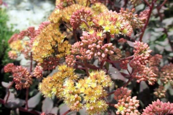Очиток видный Грин Йеллоу (Sedum Green Yellow)