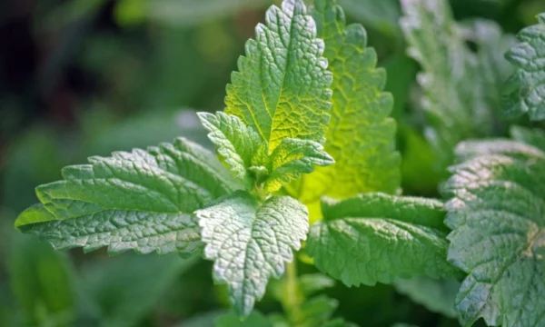 Мелисса лекарственная (Melissa officinalis)