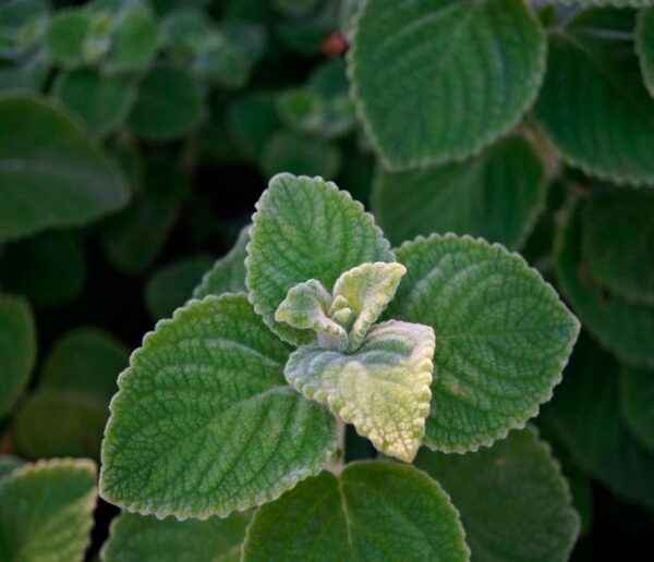 Плектрантус Дуболистный (Plectranthus venteri)