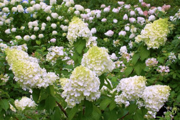 Гортензия метельчатая Полар Бир (Hydrangea paniculata Polar Beer)