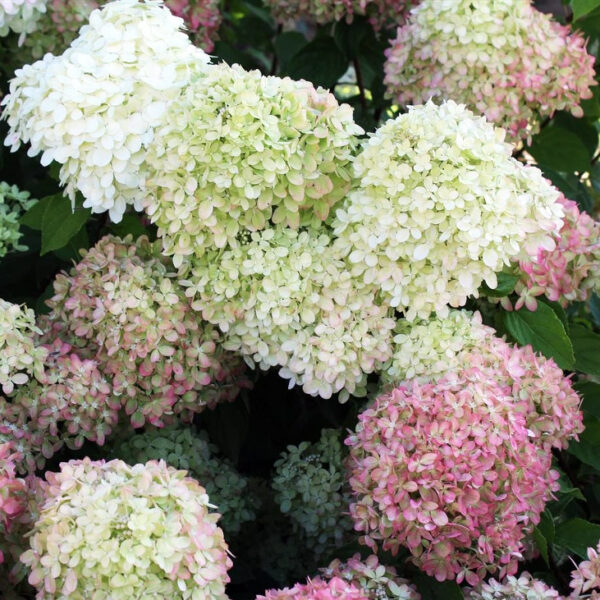 Гортензия метельчатая Литтл Пэшен (Hydrangea paniculata Little Passion)