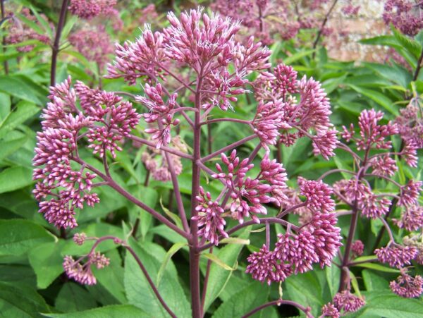 Посконник гибридный Атропурпуреум (Eupatorium maculatum Atropurpureum)