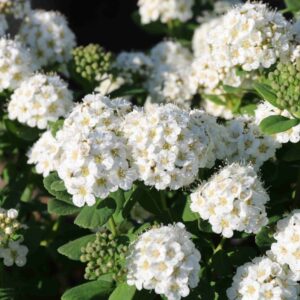 Спирея березолистная Тор (Spiraea betulifolia Tor)