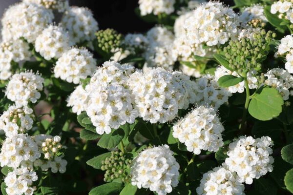 Спирея березолистная Тор (Spiraea betulifolia Tor)