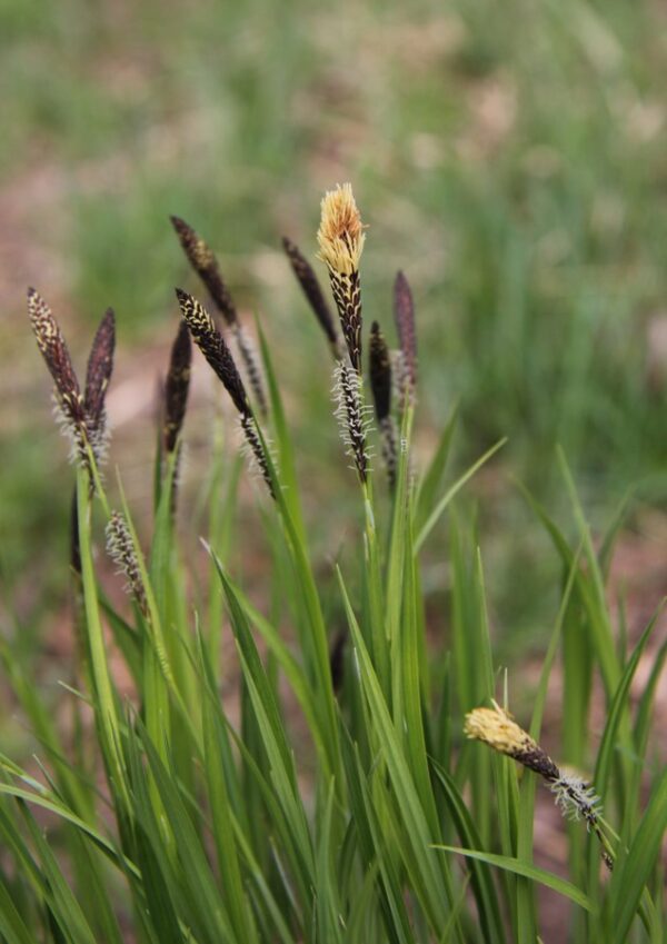 Осока черная (Carex nigra)