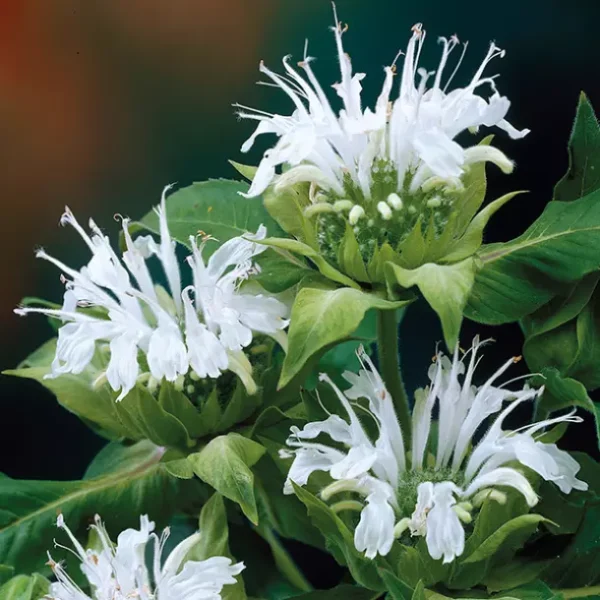 Монарда гибридная Шнеевитхен (Monarda hybrida Schneewittchen)
