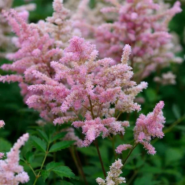 Астильба Европа (Astilbe Europa)