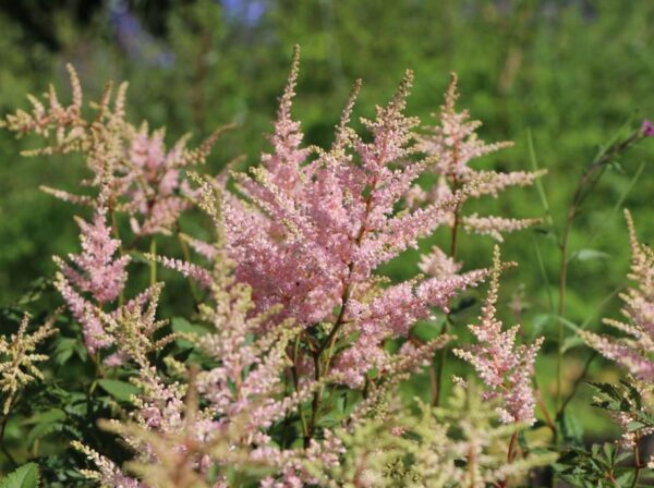 Астильба Арендса Анита Пфайфер (Astilbe arendsii Anita Pfeifer)