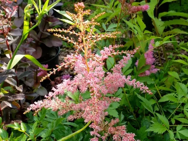Астильба Арендса Фламинго (Astilbe arendsii Flamingo)