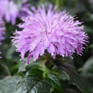 Монарда гибридная Блю Мун (Monarda hybrida Blue Moon)