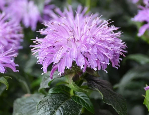 Монарда гибридная Блю Мун (Monarda hybrida Blue Moon)