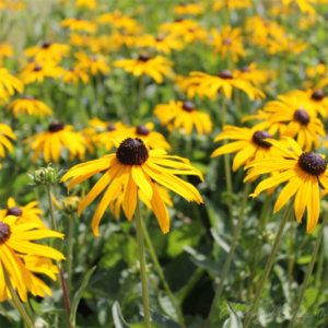 Рудбекия блестящая Голдштурм (Rudbeckia fulgida Goldsturm)