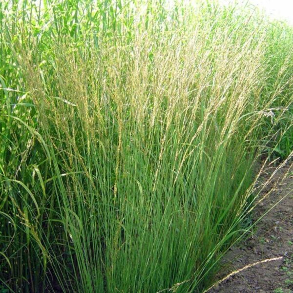 Молиния голубая Хайдебраут (Molinia caerulea Heidebraut)