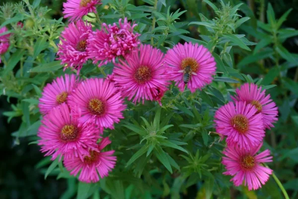 Астра кустарниковая Дженни (Aster dumosus Jenny)