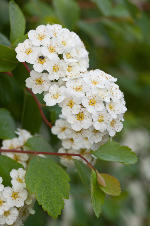 Спирея Вангутта (Spiraea vanhouttei)