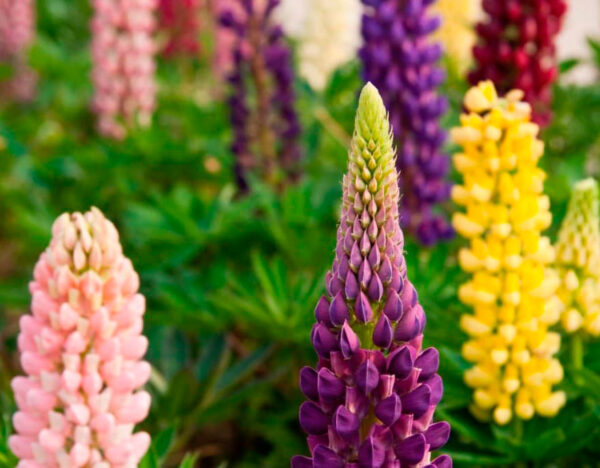 Люпин гибридный Вест Кантри (Lupinus West Country)
