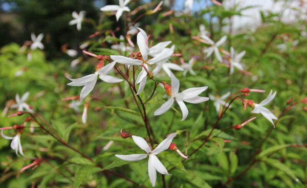 Гилления трехлистная (Gillenia trifoliata)