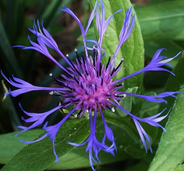 Василёк горный (Centaurea montana)