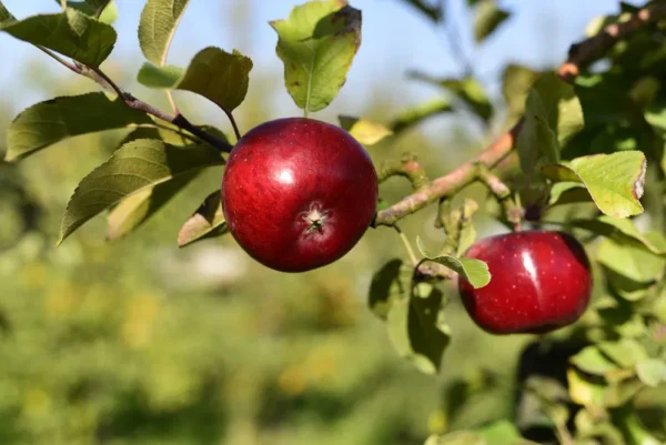 Яблоня домашняя Топаз (Malus domestica Topaz)