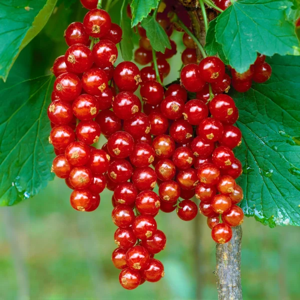 Смородина красная Йонкер Ван Тетс (Ribes rubrum Jonkheer Van Tets)