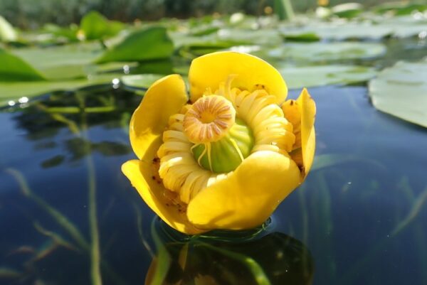Кубышка желтая (Nuphar lutea)