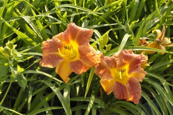 Лилейник Эври Дейли Бронз (Hemerocallis hybrid Every Daylily Bronze)