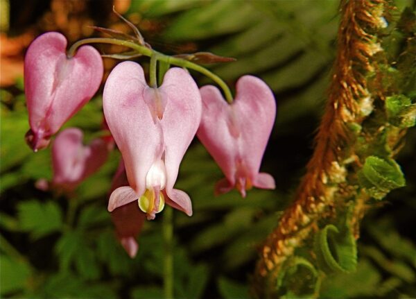 Дицентра великолепная (Dicentra spectabilis)