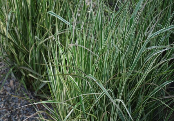 Вейник Овердам (Calamagrostis Overdam)